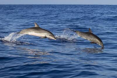 dolphins leaping from sea