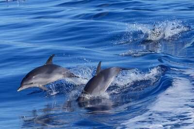 dolphins