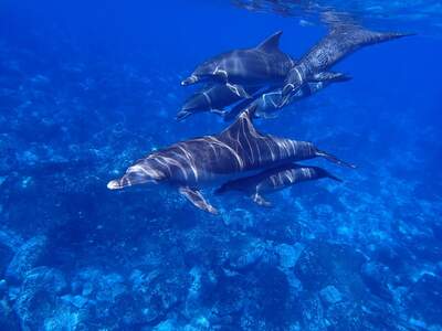 family of dolphins underwater