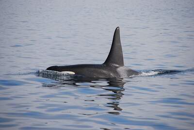 orca whale