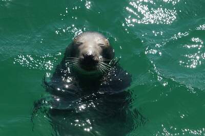 Seal in the sea