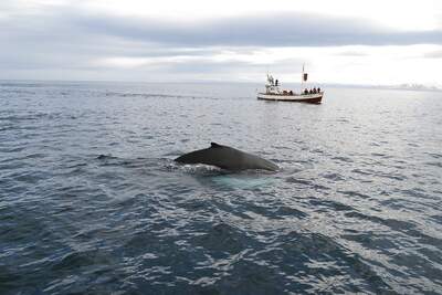Whale and boat