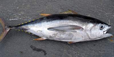 yellowfin tuna